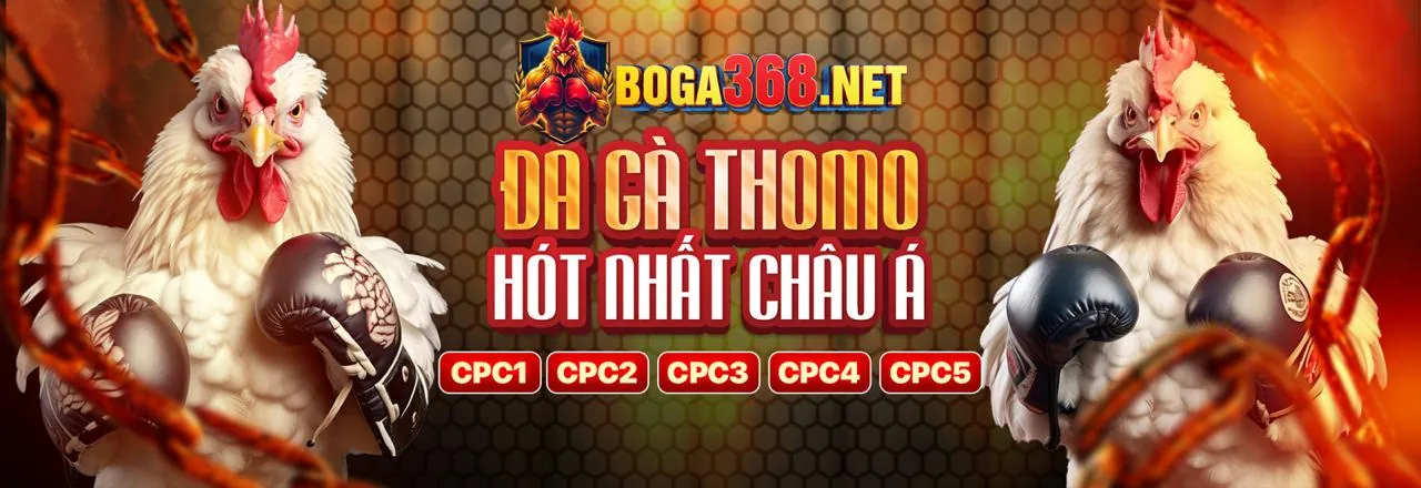 Sân đấu đá gà trực tuyến KC6 sôi động